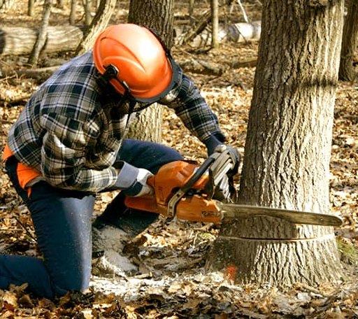 Tree Removal in Kirby, WY